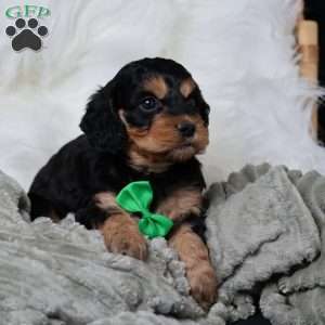 Rufus, Cavapoo Puppy